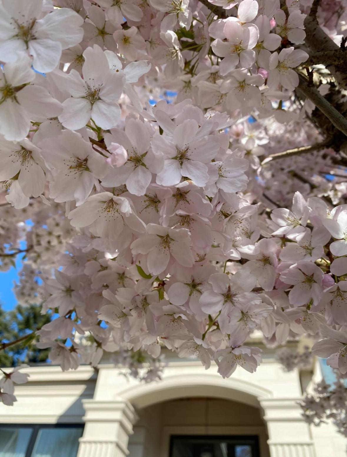 Vancouver Shangrila House リッチモンド エクステリア 写真